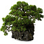 Juniperus chinensis Itoigawa yamadori, 39 cm, ± 20 anni