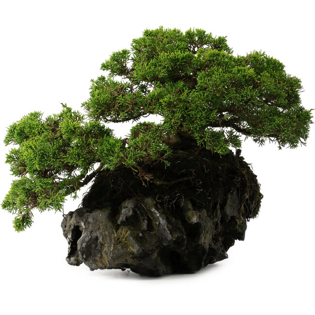 Juniperus chinensis Itoigawa yamadori, 39 cm, ± 20 years old
