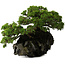 Juniperus chinensis Itoigawa yamadori, 39 cm, ± 20 anni