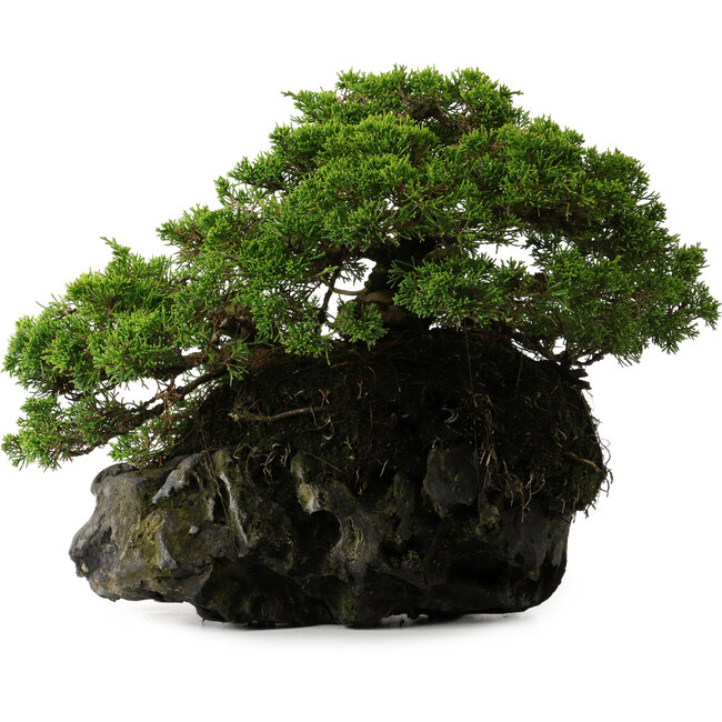 Juniperus chinensis Itoigawa yamadori, 39 cm, ± 20 Jahre alt