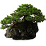Juniperus chinensis Itoigawa yamadori, 39 cm, ± 20 ans