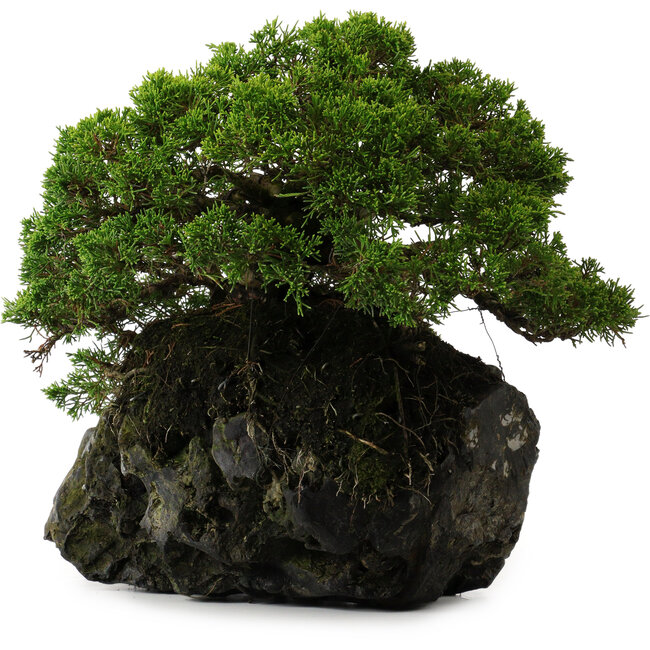 Juniperus chinensis Itoigawa yamadori, 39 cm, ± 20 years old