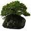 Juniperus chinensis Itoigawa yamadori, 39 cm, ± 20 ans