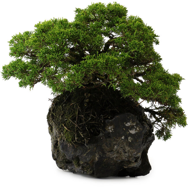 Juniperus chinensis Itoigawa yamadori, 39 cm, ± 20 anni