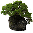 Juniperus chinensis Itoigawa yamadori, 39 cm, ± 20 anni