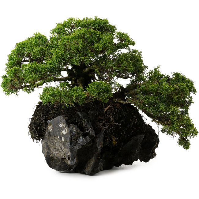 Juniperus chinensis Itoigawa yamadori, 39 cm, ± 20 anni