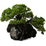 Juniperus chinensis Itoigawa yamadori, 39 cm, ± 20 Jahre alt