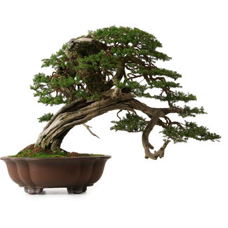 Tsuga sieboldii, 54 cm, ± 80 anni