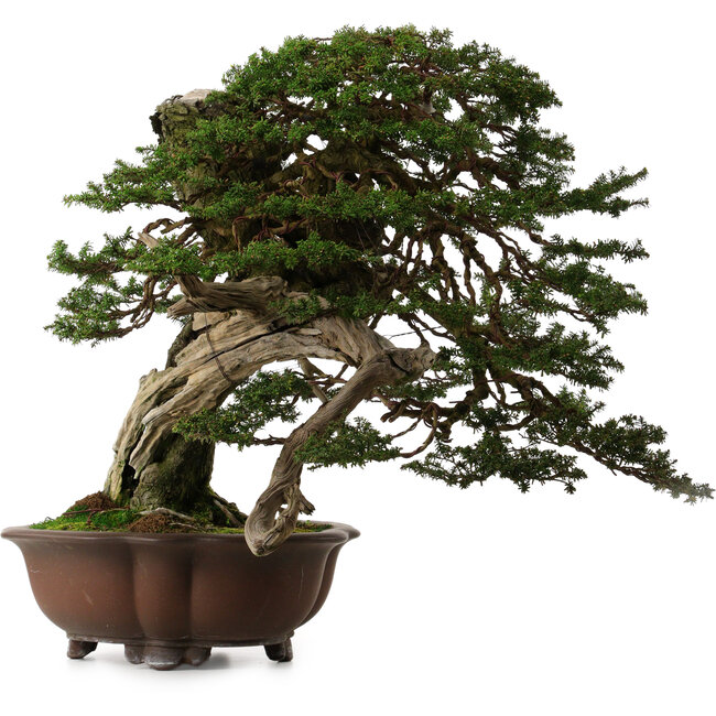 Tsuga sieboldii, 54 cm, ca. 80 Jahre alt, mit einem Nebari von 13 cm