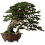 Tsuga sieboldii, 54 cm, ± 80 years old, with a nebari of 13 cm