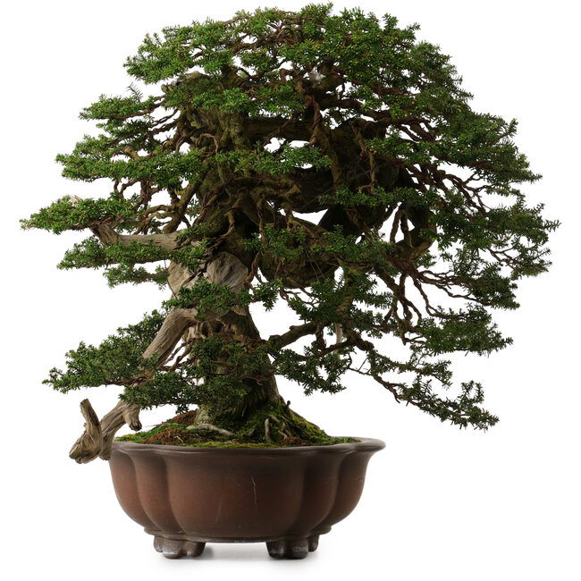 Tsuga sieboldii, 54 cm, ca. 80 Jahre alt, mit einem Nebari von 13 cm