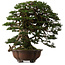 Tsuga sieboldii, 54 cm, ± 80 years old, with a nebari of 13 cm