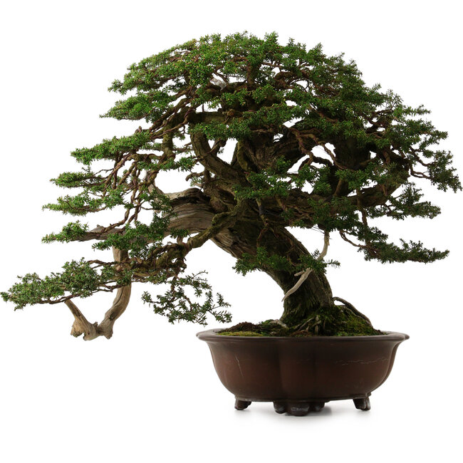 Tsuga sieboldii, 54 cm, ± 80 años, con un nebari de 13 cm.