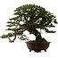 Tsuga sieboldii, 54 cm, ca. 80 Jahre alt, mit einem Nebari von 13 cm