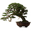 Tsuga sieboldii, 54 cm, ± 80 años, con un nebari de 13 cm.