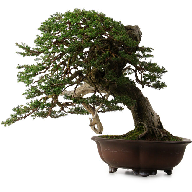 Tsuga sieboldii, 54 cm, ± 80 years old, with a nebari of 13 cm