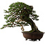 Tsuga sieboldii, 54 cm, ± 80 jaar oud, met een nebari van 13 cm