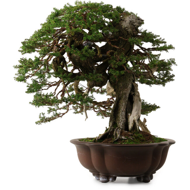 Tsuga sieboldii, 54 cm, ± 80 anni, con un nebari di 13 cm