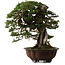 Tsuga sieboldii, 54 cm, ± 80 años, con un nebari de 13 cm.