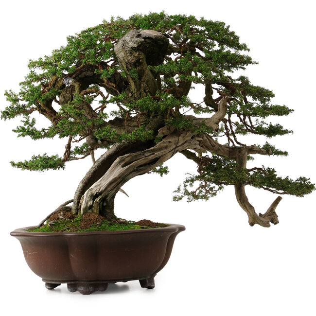 Tsuga sieboldii, 54 cm, ± 80 jaar oud, met een nebari van 13 cm