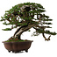 Tsuga sieboldii, 54 cm, ± 80 years old, with a nebari of 13 cm