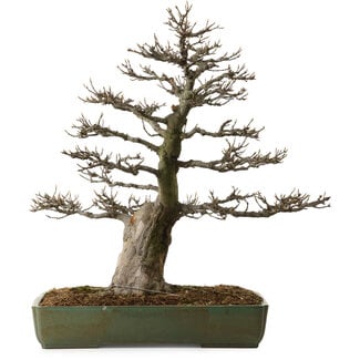 Acer buergerianum, 60 cm, ± 40 years old