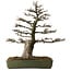 Acer buergerianum, 60 cm, ± 40 years old, with a nebari of 23 cm