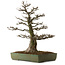 Acer buergerianum, 60 cm, ± 40 anni, con nebari di 23 cm
