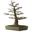 Acer buergerianum, 60 cm, ± 40 years old, with a nebari of 23 cm