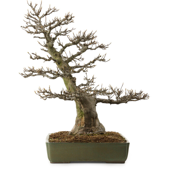 Acer buergerianum, 60 cm, ± 40 años, con un nebari de 23 cm