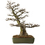 Acer buergerianum, 60 cm, ± 40 jaar oud, met een nebari van 23 cm