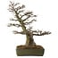 Acer buergerianum, 60 cm, ± 40 years old, with a nebari of 23 cm
