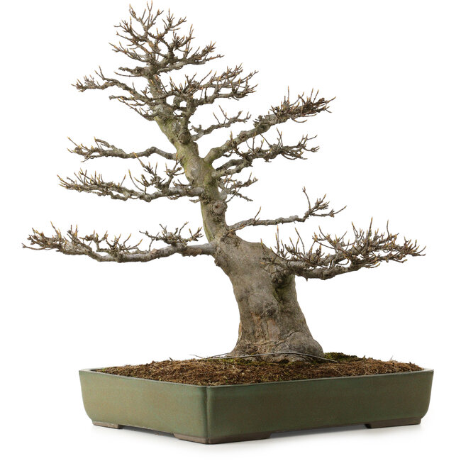Acer buergerianum, 60 cm, ± 40 ans, avec un nebari de 23 cm