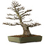 Acer buergerianum, 60 cm, ± 40 años, con un nebari de 23 cm