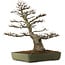 Acer buergerianum, 60 cm, ± 40 years old, with a nebari of 23 cm