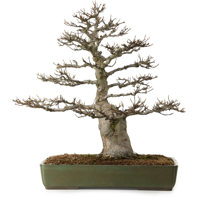Acer buergerianum, 60 cm, ca. 40 Jahre alt, mit einem Wurzelhals von 23 cm