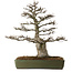 Acer buergerianum, 60 cm, ± 40 anni, con nebari di 23 cm