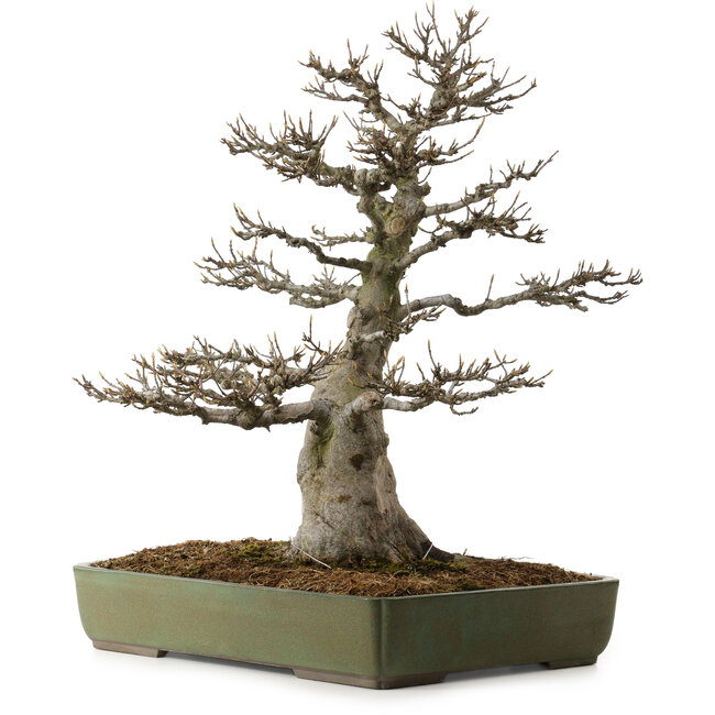 Acer buergerianum, 60 cm, ± 40 jaar oud, met een nebari van 23 cm
