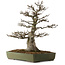 Acer buergerianum, 60 cm, ± 40 años, con un nebari de 23 cm