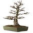 Acer buergerianum, 60 cm, ± 40 years old, with a nebari of 23 cm