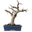 Acer palmatum, 21 cm, ± 20 años, con un nebari de 7 cm