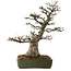 Acer buergerianum, 60 cm, ± 40 años, con un nebari de 23 cm