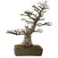 Acer buergerianum, 60 cm, ± 40 years old, with a nebari of 23 cm
