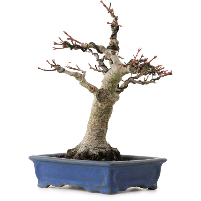 Acer palmatum, 21 cm, ± 20 years old, with a nebari of 7 cm