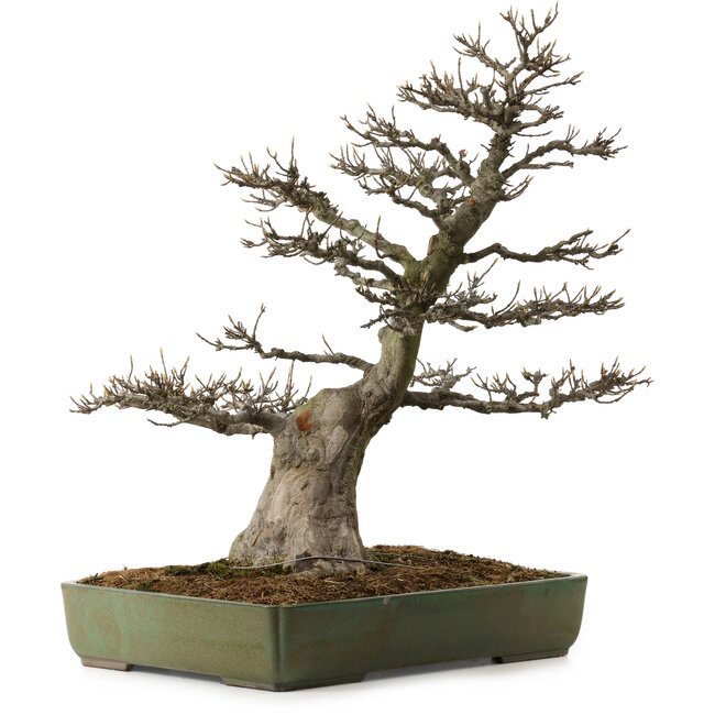 Acer buergerianum, 60 cm, ± 40 años, con un nebari de 23 cm