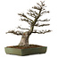 Acer buergerianum, 60 cm, ± 40 jaar oud, met een nebari van 23 cm