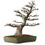 Acer buergerianum, 60 cm, ± 40 years old, with a nebari of 23 cm