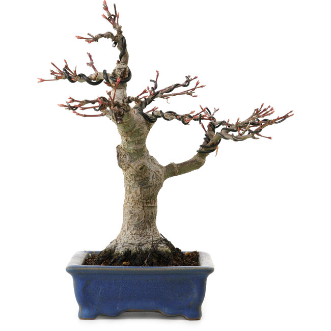 Acer palmatum, 21 cm, ± 20 anni, con nebari di 7 cm