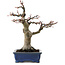 Acer palmatum, 21 cm, ± 20 ans, avec un nebari de 7 cm