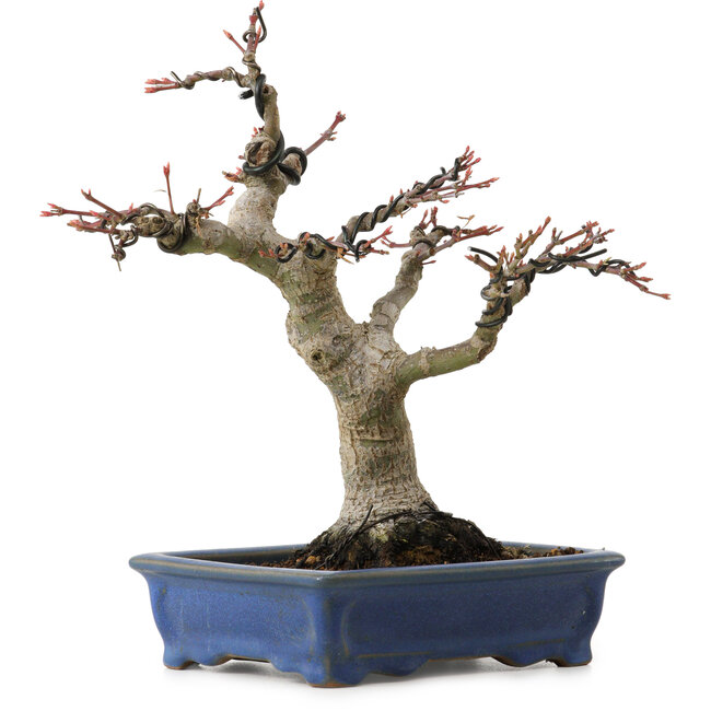 Acer palmatum, 21 cm, ± 20 years old, with a nebari of 7 cm